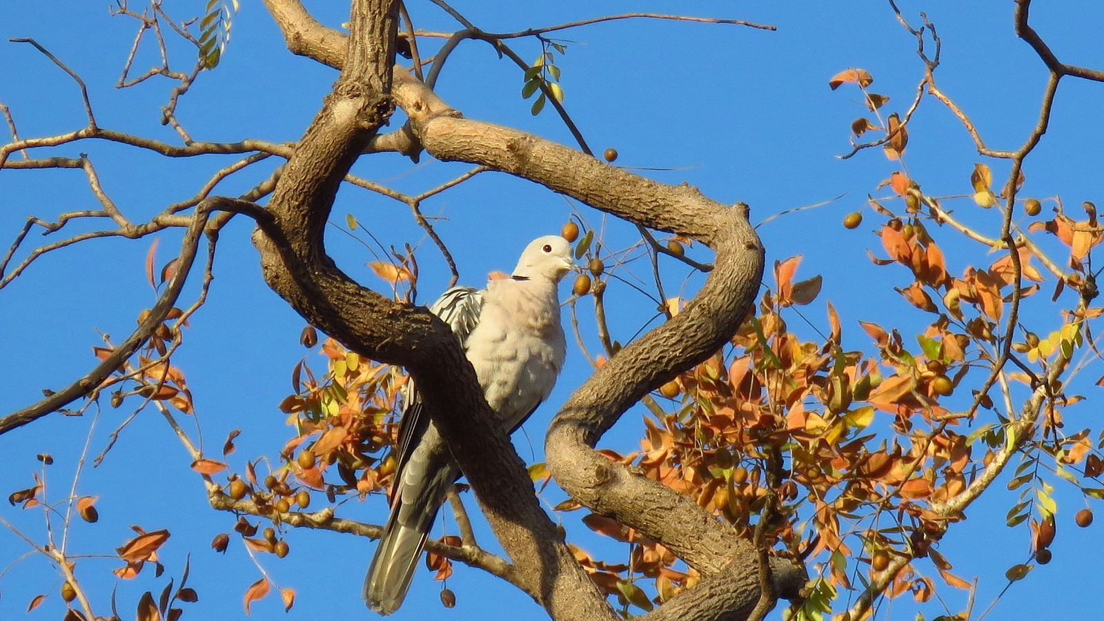 A dove sitting on a branch with the moon in the background.