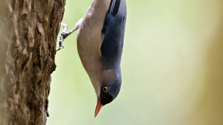 Velvetfronted nuthach -1