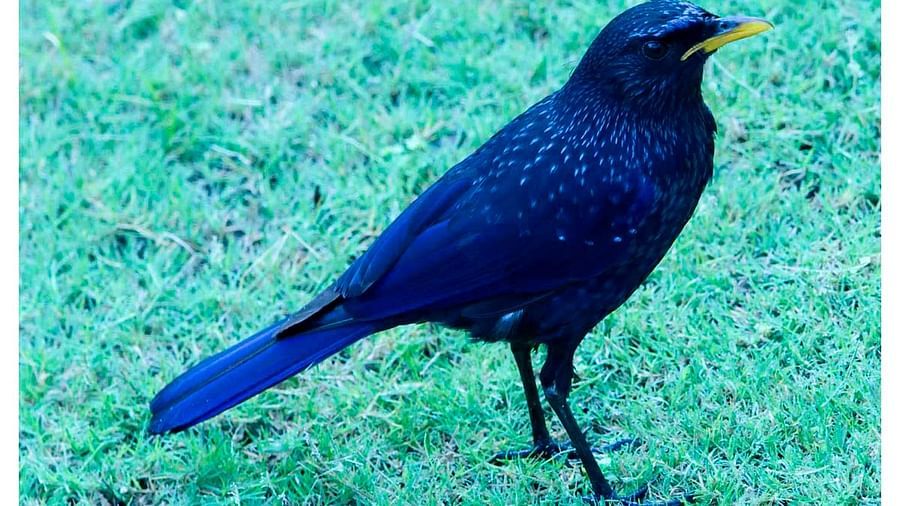Birds at Shaheen Bagh Resort one of the best resorts in dehradun 