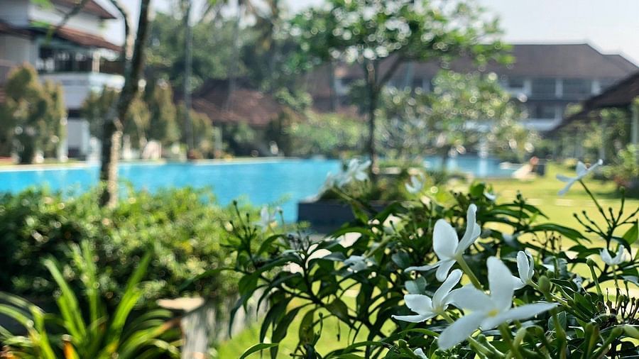 Plant with blooming white flower - Rhythm Kumarakom