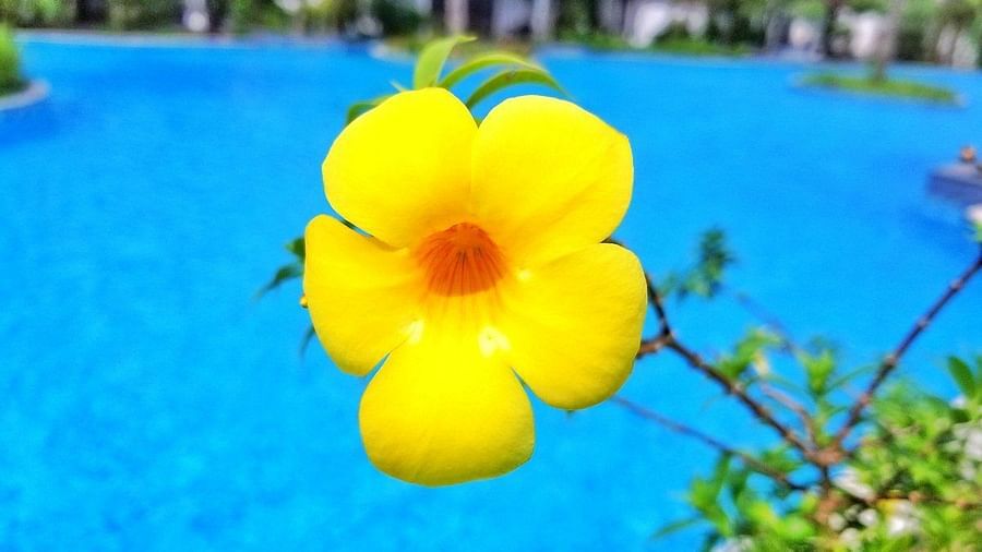 Yellow flower in front of the swimming pool - Golden Trumpet - Rhythm Kumarakom