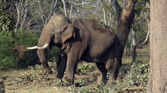 A close up of a solitary elephant walking through a forest with trees on either side. Elephants are one of the many wildlife in Bandipur National Park.