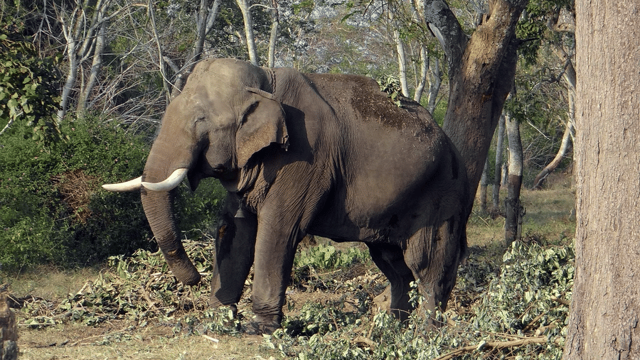 A close up of a solitary elephant walking through a forest with trees on either side. Elephants are one of the many wildlife in Bandipur National Park.