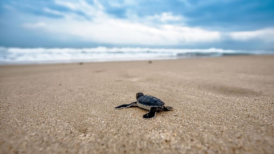 turtle on the beach