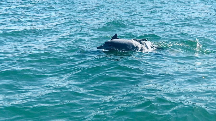 a dolphin breaching