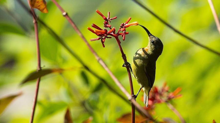 A photo of a bird with a long beak perched on a flower.