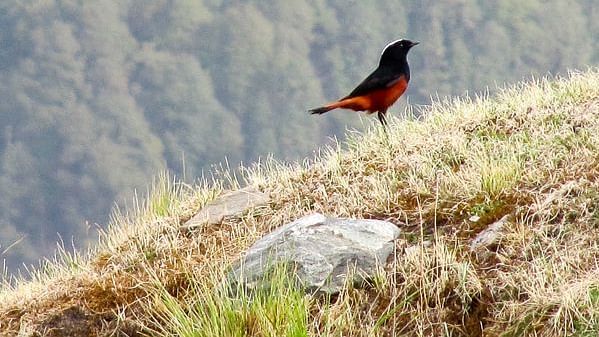 An image of White-capped redstart bird near the mountains