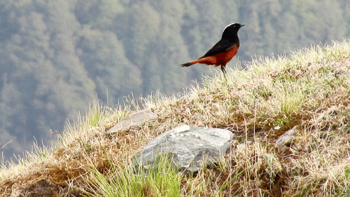 An image of White-capped redstart bird near the mountains - Ramgarh Bungalows, Nainital.