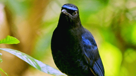 Malabar Whistling Thrush