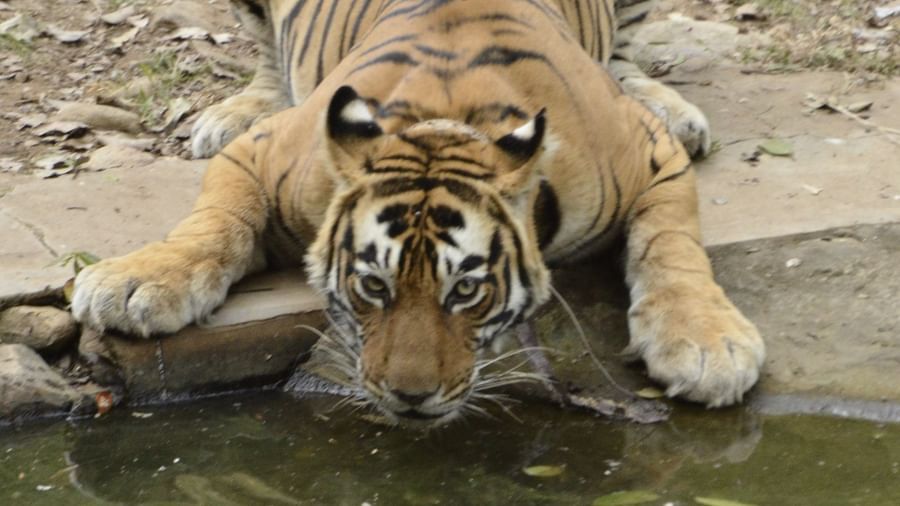 Shot of a tiger drinking from a pond.