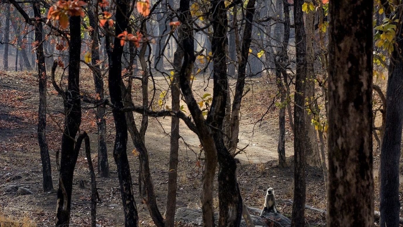 An image of a forest where a monkey can be seen sitting on a branch