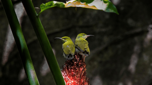 Two small green birds sit back-to-back on a flower, surrounded by leaves