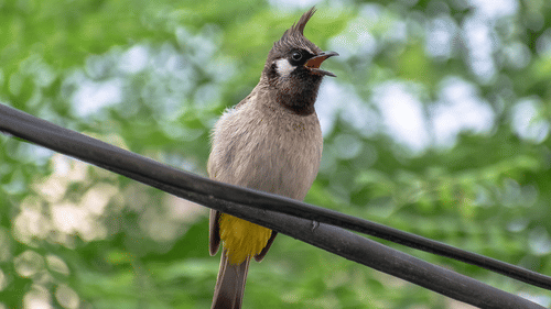 An image of himalayan bulbul resting on the branch of a tree