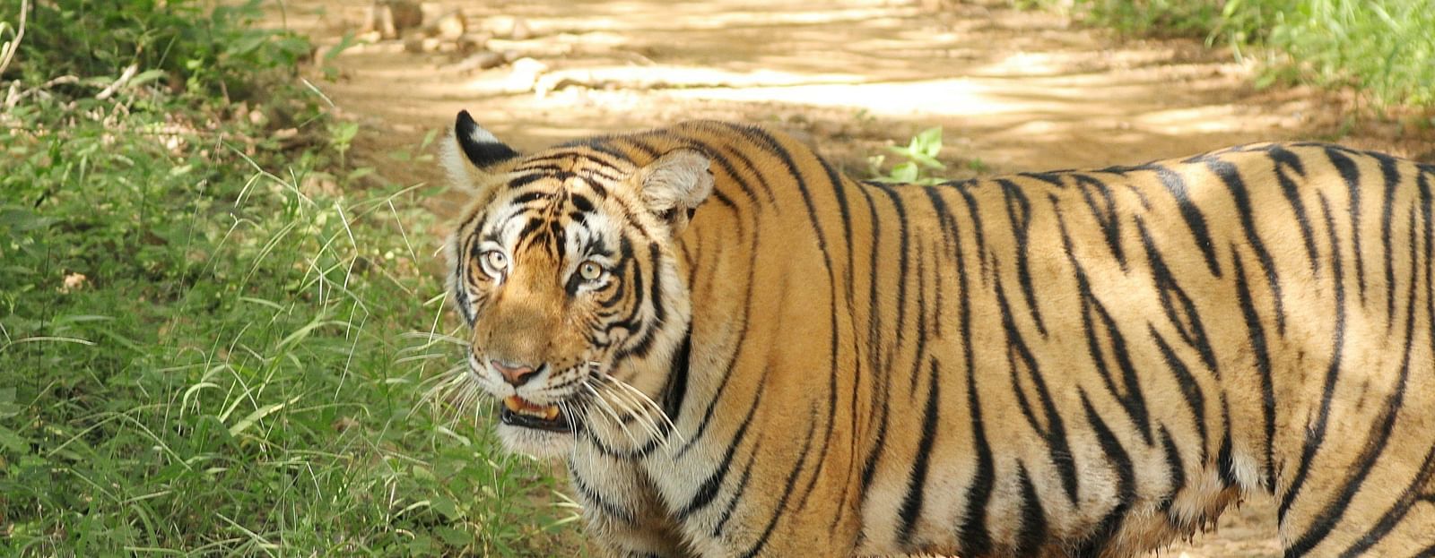 A Bengal tiger standing on a dirt path, partially in the shade, looking slightly to the left.