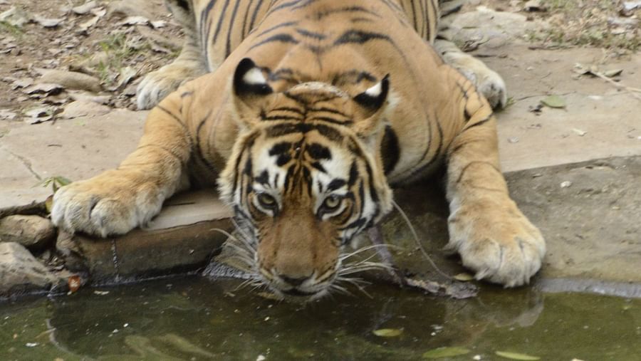 A close up shot of a tiger drinking water from a lake while crouching.