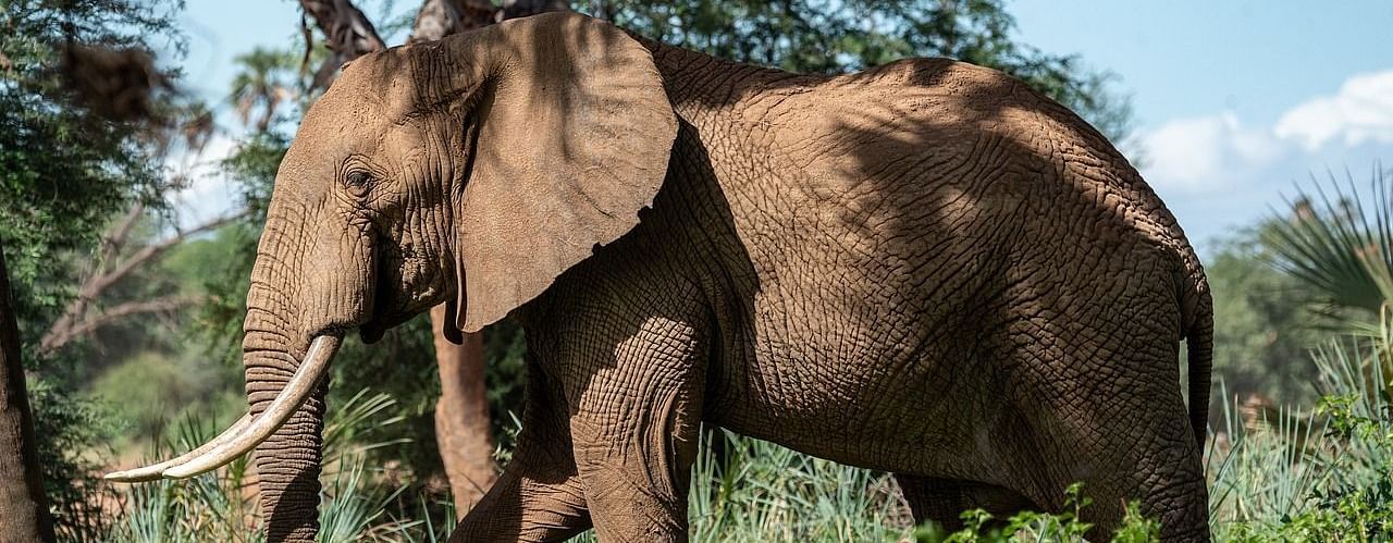 An image of an elephant in the forest