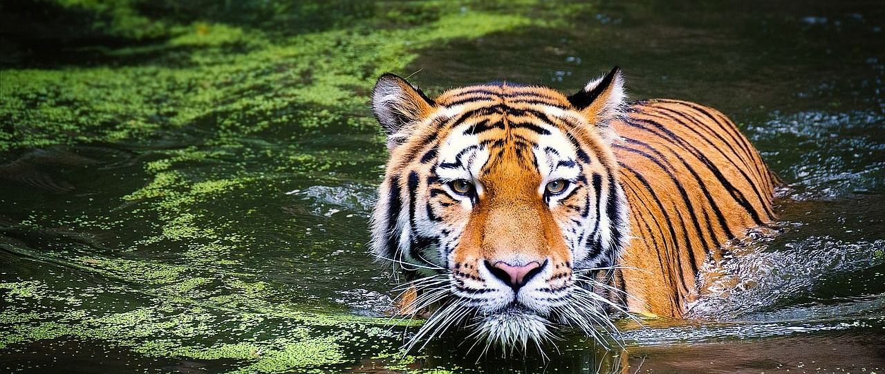 a royal bengal tiger swimming through a water body with his head above the water