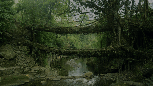 Living root bridge in shillong