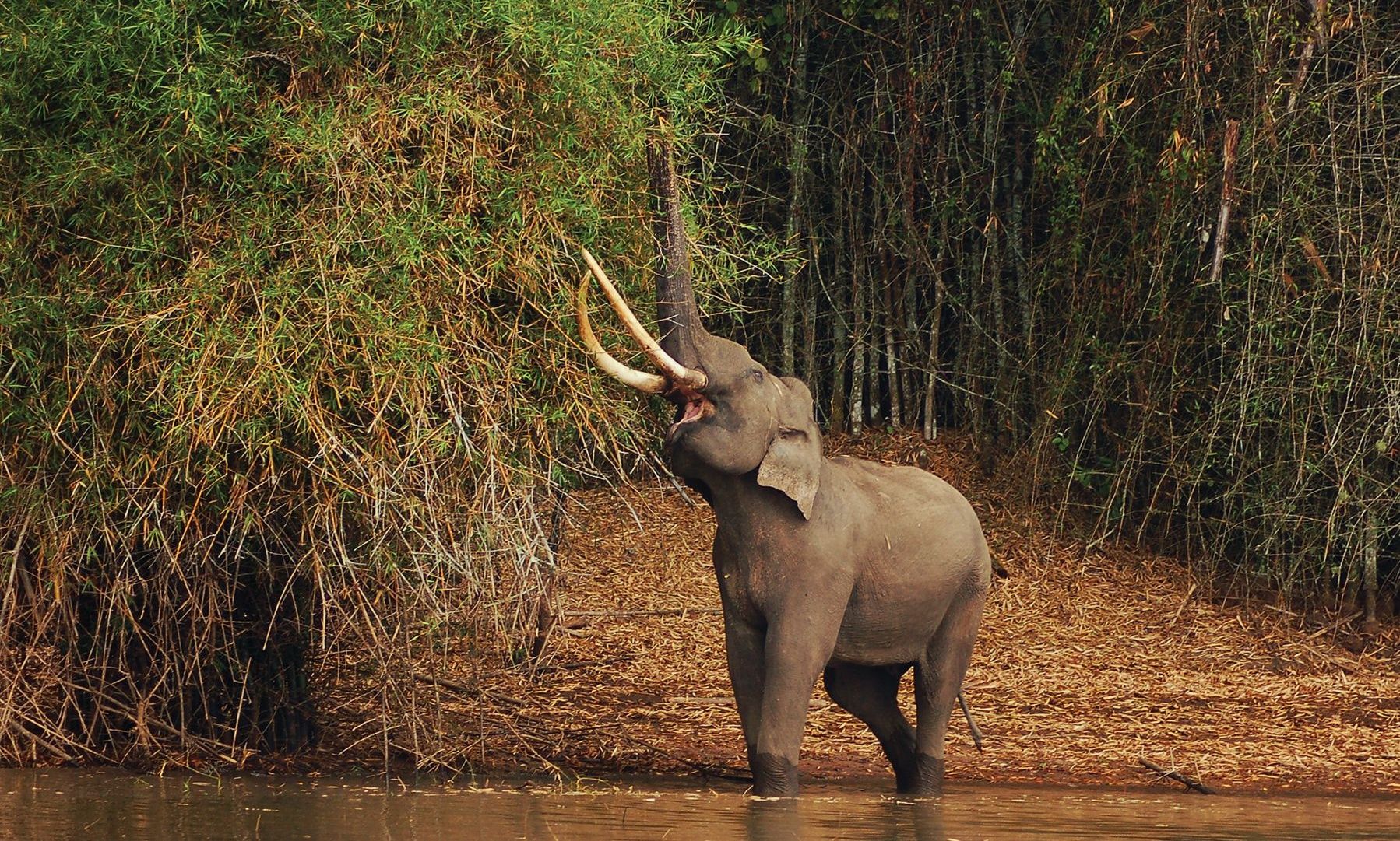 Elephant with large tusks eating leaves from a tree.