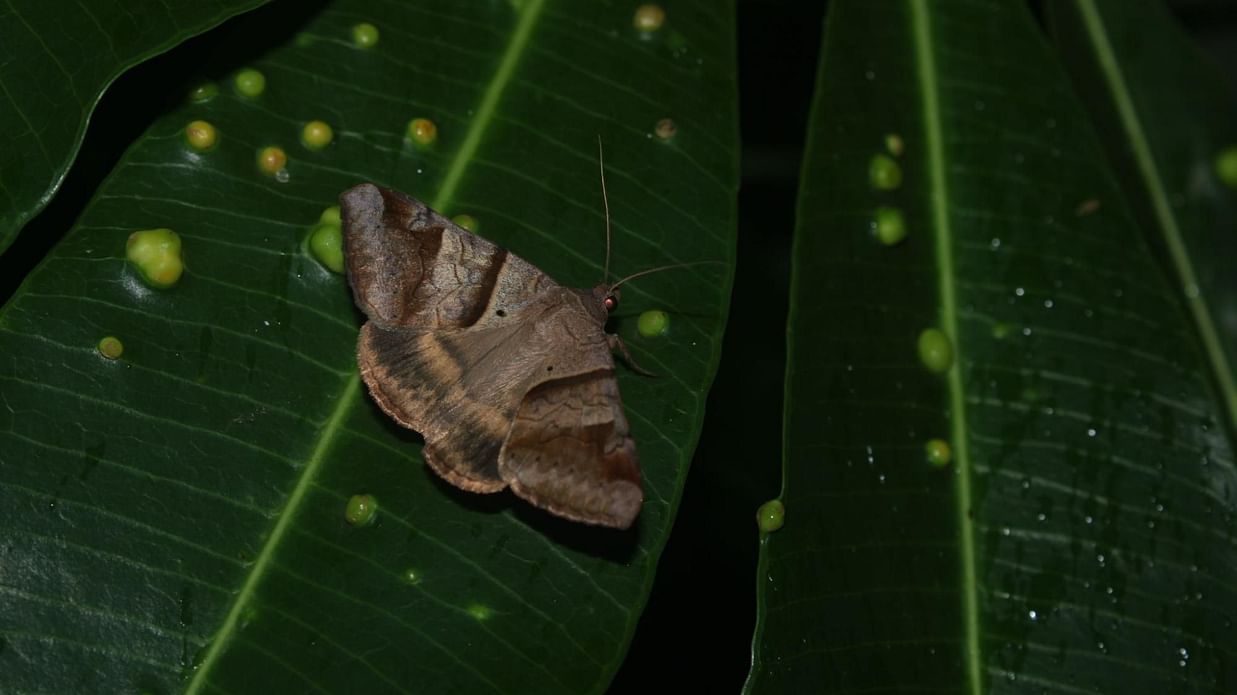 Image 13 Brown-striped semi looper
