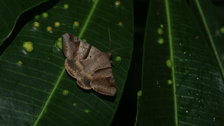Image of a brown-striped semi looper