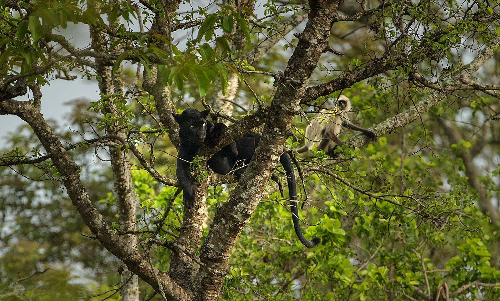 Black panther and a monkey in a tree.