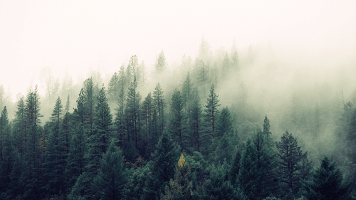 nature-forest-trees-fog-4827 2