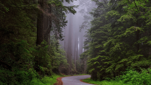 An overview of an empty road with greenery on either side and mist covered trees in front - Black Thunder Ooty Main Road Mettupalayam.