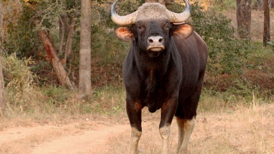Gaur-Reni Pani Jungle Lodge-Best Hotels in Madhya Pradesh