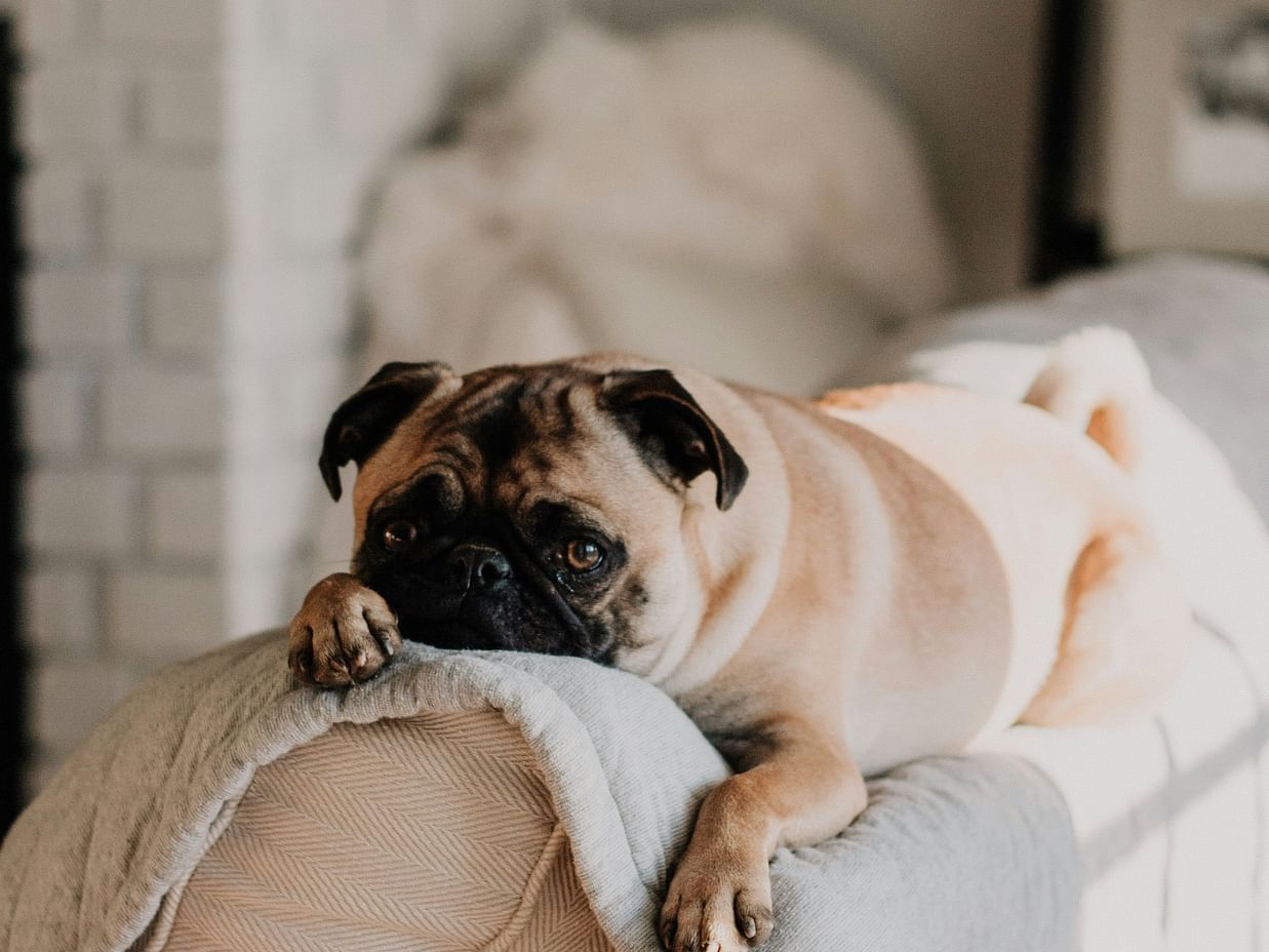 Front view of a dog resting on the sofa