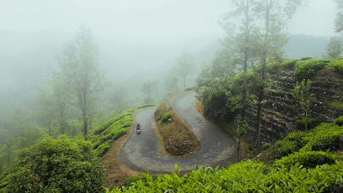 A misty hillside with a winding path cutting through lush tea plantations.
