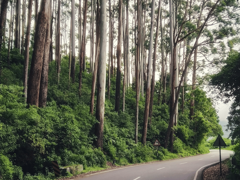 Winding road curves through a dense eucalyptus forest, with tall slender trees lining both sides of the quiet route ahead