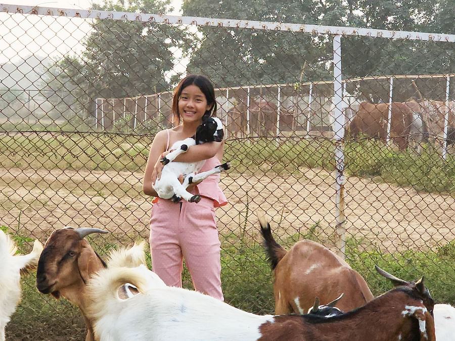  Child carrying a baby goat at a farm and a few goats standing.