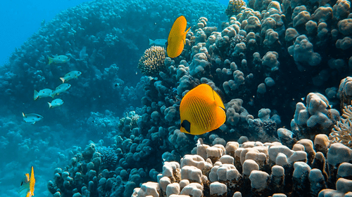 yellow fish swimming near a coral