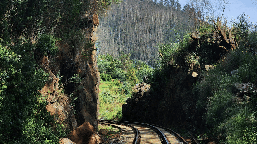 Nilgiri toy train tracks wind through dense green hills, surrounded by misty mountain scenery and towering trees along the railway