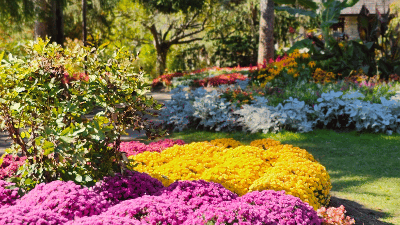 A vertical view of a beautifully landscaped public park garden featuring sweeping rows of bright purple and yellow flowers.