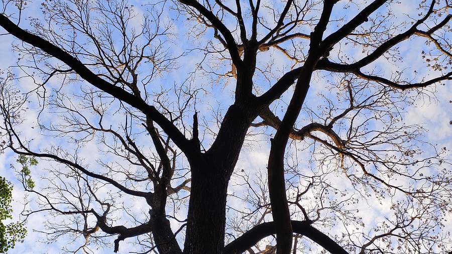 Sillhouette of a tree at Lal Bagh Botanical Garden, Bangalore