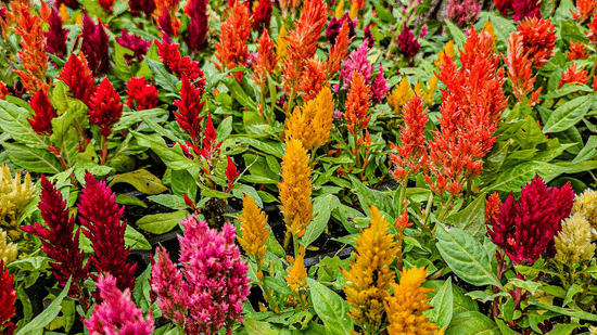 Colourful flower beds with vibrant red, orange, and yellow blossoms arranged in landscaped garden sections, surrounded by trees