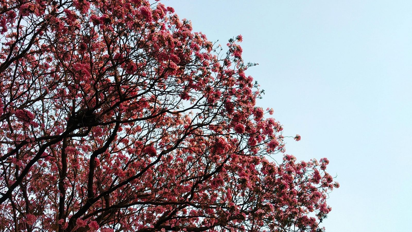 A cherry blossom tree with blue sky in the background
