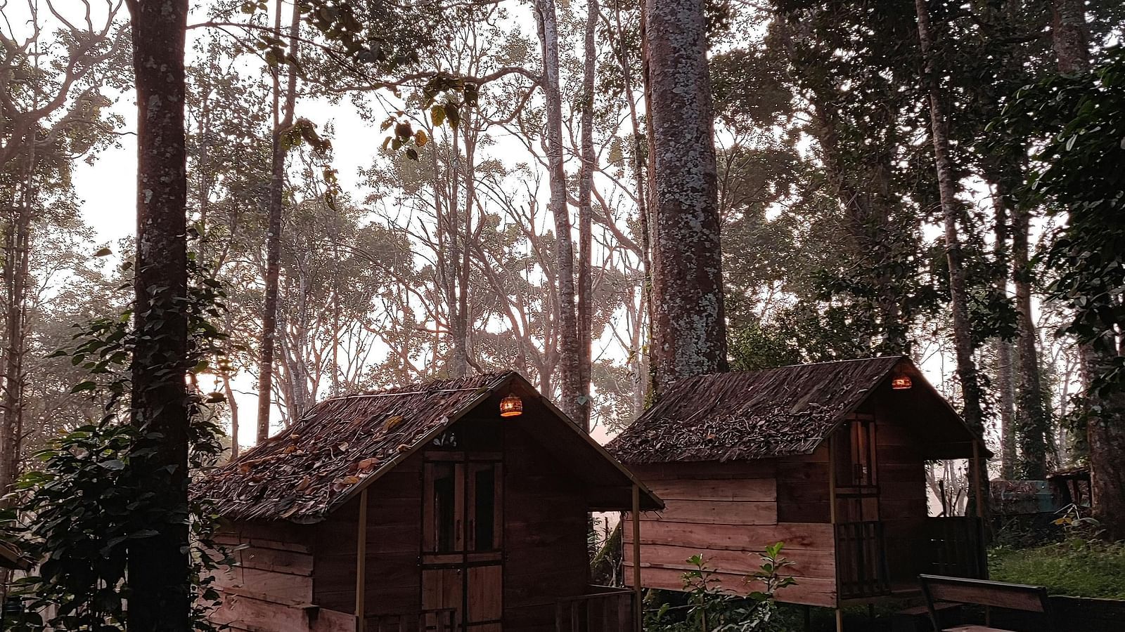 Wooden cabins surrounded by tall trees in a forested area.