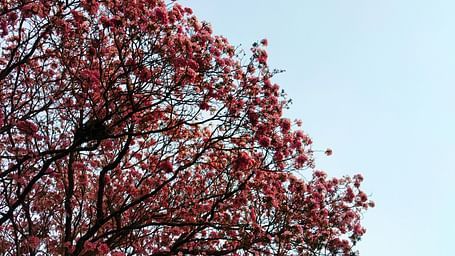 A cherry blossom tree with blue sky in the background