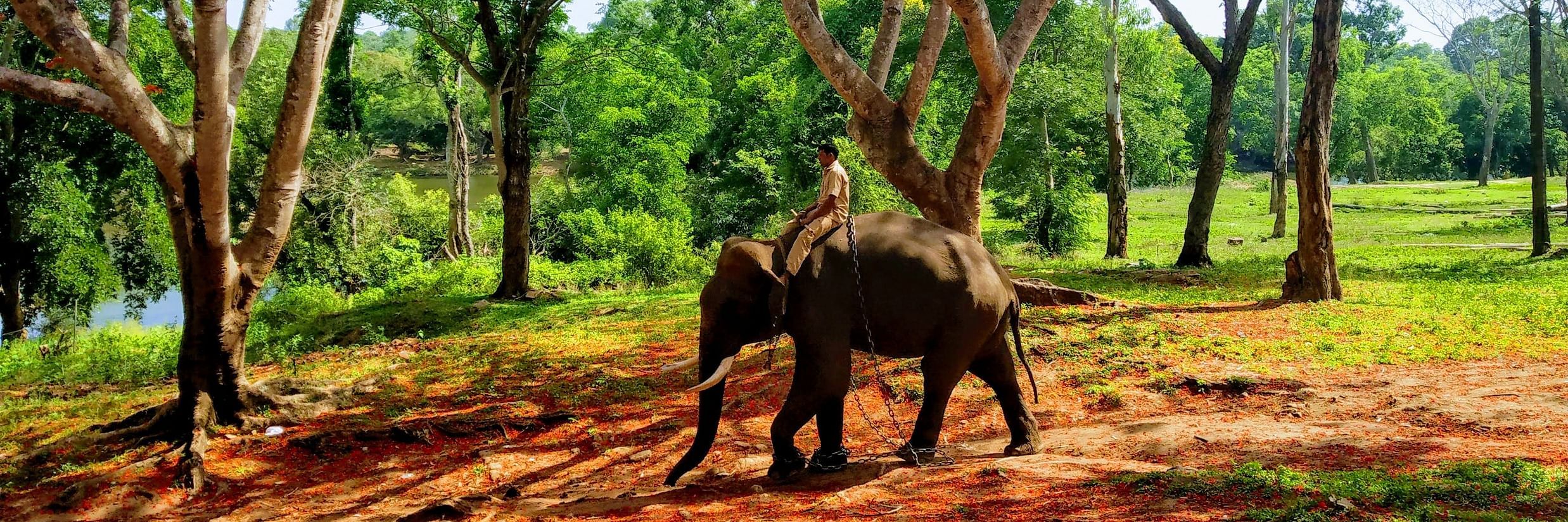 The Birchwood Retreat - view of an elephant during daytime