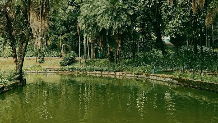 A serene pond with ducks swimming, surrounded by lush greenery.