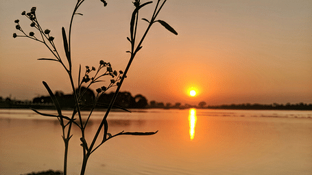 An overview of a sunset on a lake in Indore with a small shrub in the foreground.