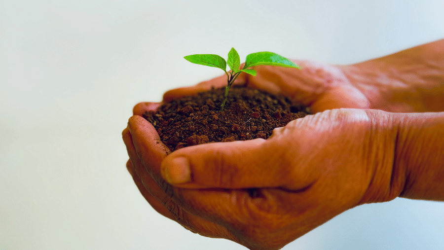 A close-up of hands gently holding soil with a small sprouting plant.