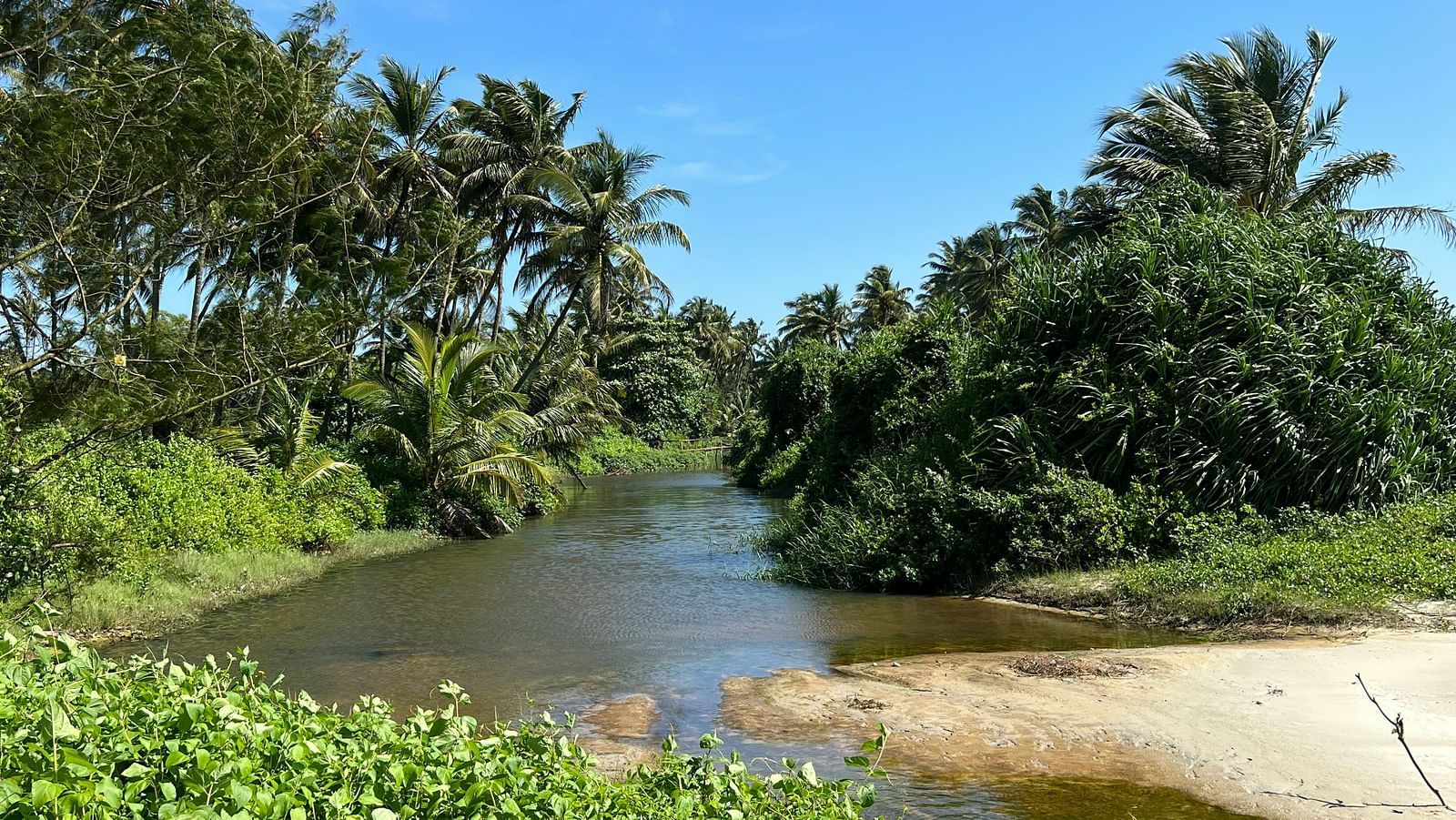 an overview of Majorda beach with vegetation around the water
