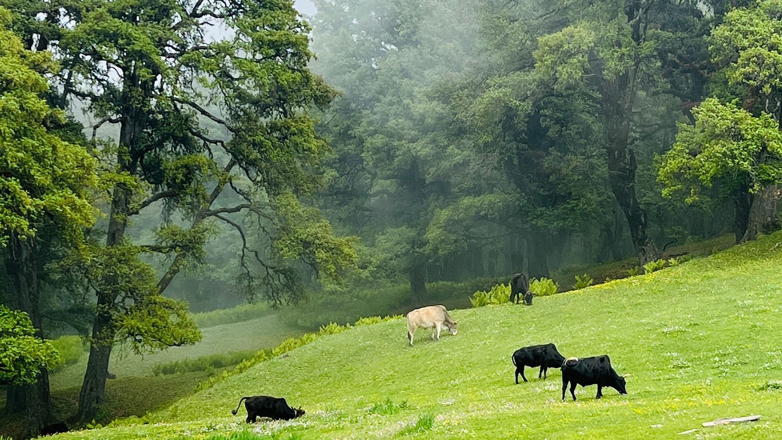 Image of Gorson meadow with cattles grazing on the grass | Faraway Cottages, Auli