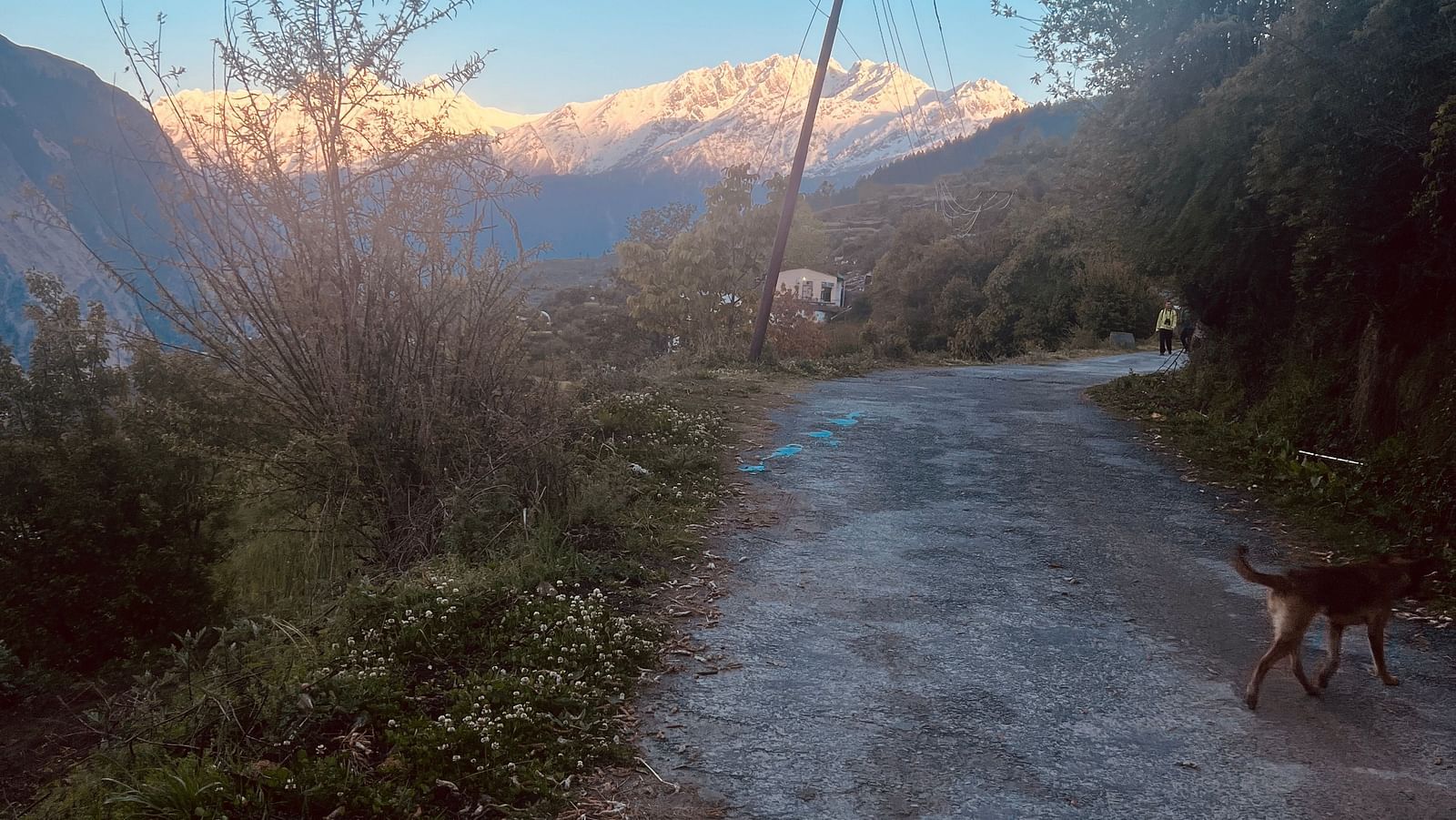 Image of a pathway within a forest leading up hill  | Faraway Cottages, Auli