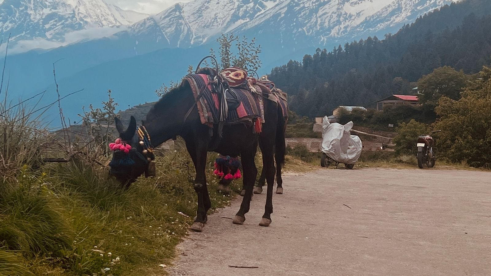 Image of a horse eating grass by the roadside | Faraway Cottages, Auli