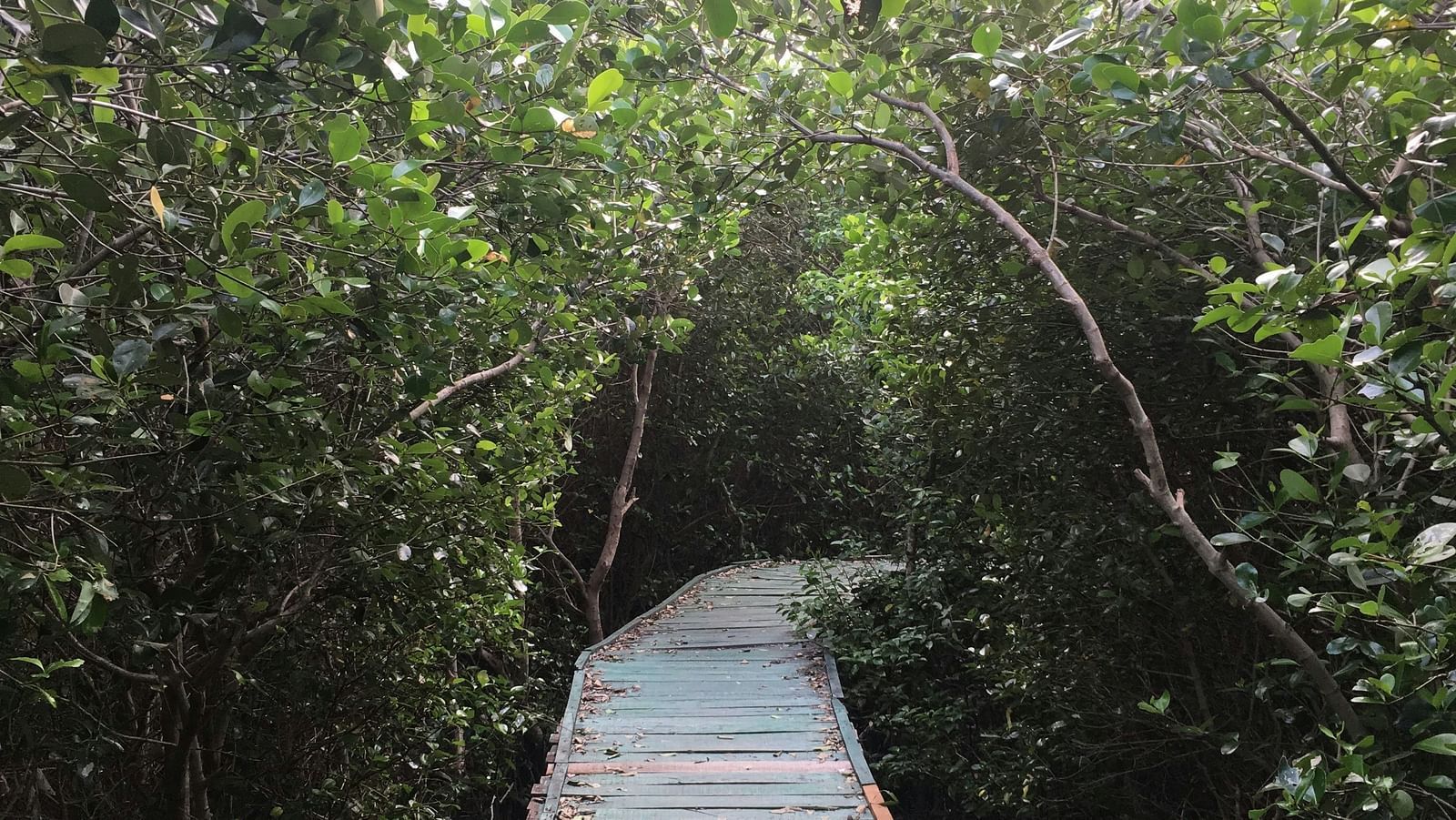 A pathway in Coringa Wildlife Sanctuary covered by lush greenery on both sides
